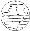 如图是制作洋葱鳞片叶内表皮细胞临时装片的示意图,请回答相关问题