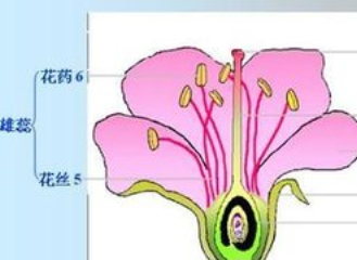 花柄图片大全 Uc今日头条新闻网