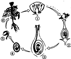 仔细观察植物的有性生殖发育过程示意图,回答下列问题