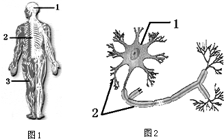 观察人体神经系统的组成图1及神经元模式图2,填出各主要结构的名称及